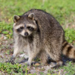 Do raccoons have rabies ?