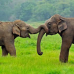 What do elephants symbolize ?