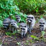 What is a baby raccoon called ?