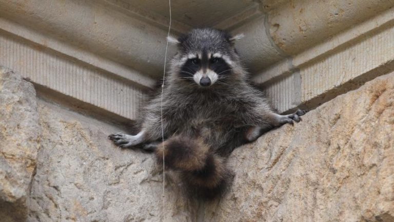 Are raccoons dangerous