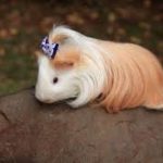 What are baby guinea pigs called ?