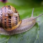 Do snails sleep ?