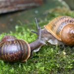 Is a snail a mollusk ?