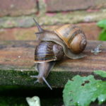 Is a snail an insect ?
