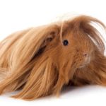 Are guinea pigs good pets ?