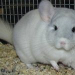 How to take care of a chinchilla ?