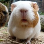 Scientific name of  guinea pig