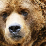 Are bears dangerous ?