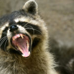 Are raccoons omnivores ?