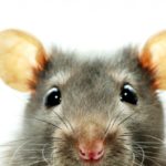 Do rats eat mice ?