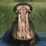 Scientific name of hippopotamus