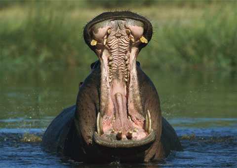 Scientific name of hippopotamus