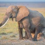 Are elephants herbivores ?