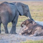 Do elephants eat meat ?