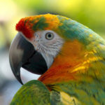 How do parrots talk ?