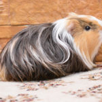 Why do guinea pigs squeak ?