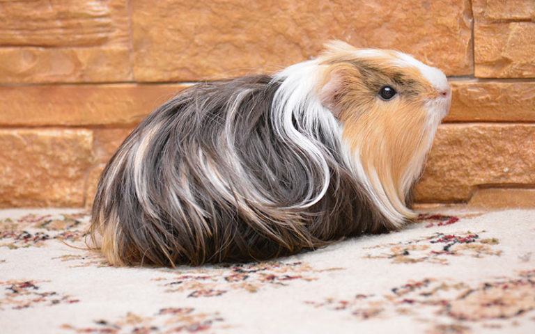 why-do-guinea-pigs-squeak