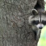 Can raccoons be pets ?