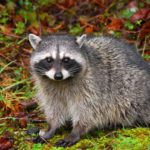 Do raccoons eat dogs ?