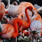 How tall are flamingos ?