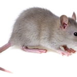Are mice dangerous ?