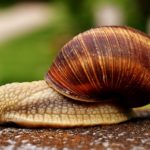 How do snails mate ?