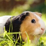 How long are guinea pigs pregnant for ?