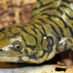 Difference between newt and salamander