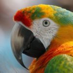What is a baby parrot called ?