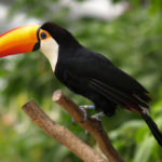 Toucan species