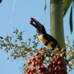 Are toucans endangered ?