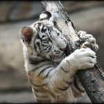 How much does a Bengal tiger weigh ?