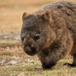 What is a wombat ?