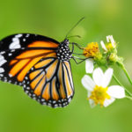 How do butterflies eat ?