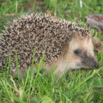 Types of hedgehogs
