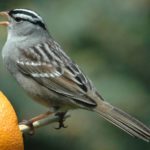 Scientific name of sparrow