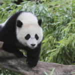 Is a panda a mammal ?