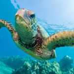 Are turtles amphibians ?