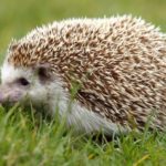 What is a hedgehog ?