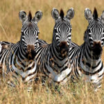 Do zebras eat meat ?