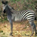 What color is a zebra ?