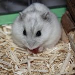 Can hamsters eat cabbage ?