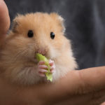 Can hamsters eat cheese ?