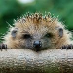 How to take care of a hedgehog ?