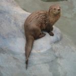 Sea otter scientific name