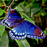 Are monarch butterflies poisonous ?