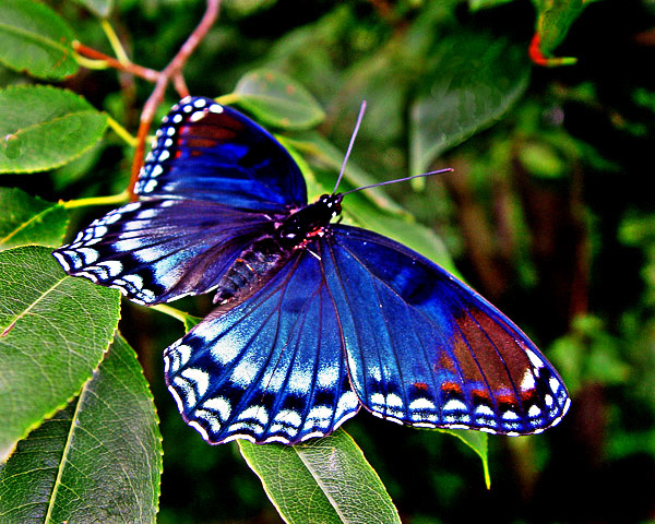 poisonous butterflies