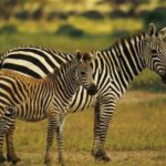 Are zebras dangerous ?