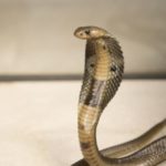 How do snakes lay eggs ?