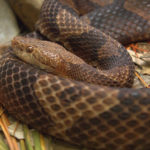 Are snakes carnivores ?